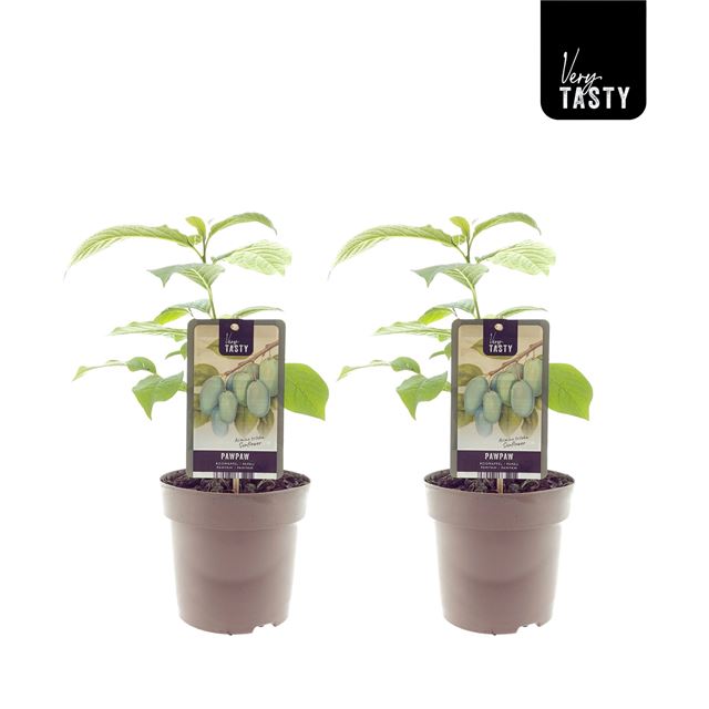 Picture of Asimina sunflower