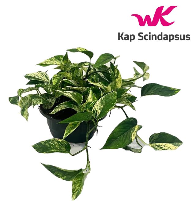 Picture of SCINDAPSUS MARBLE QUEEN BOWL