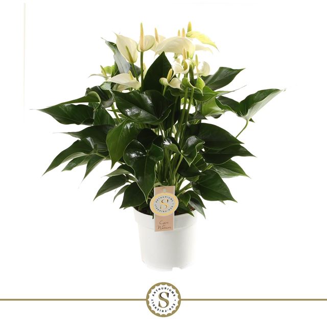 Picture of ANTHURIUM ANDREANUM CHAMPION WHITE