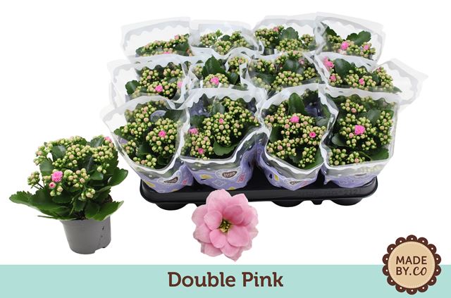 Picture of Kalanchoe double pink