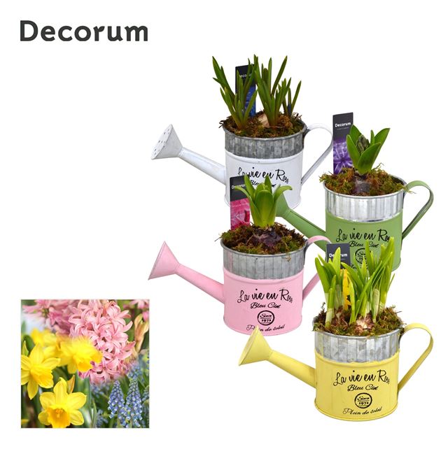 Picture of Bulbs mix zinc mini watering can