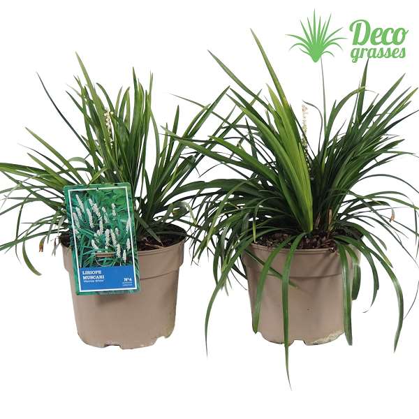 Picture of Liriope muscari monroe white