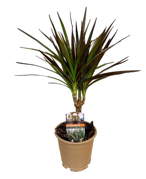 Picture of DRACAENA MARGINATA MAGENTA ON STEM