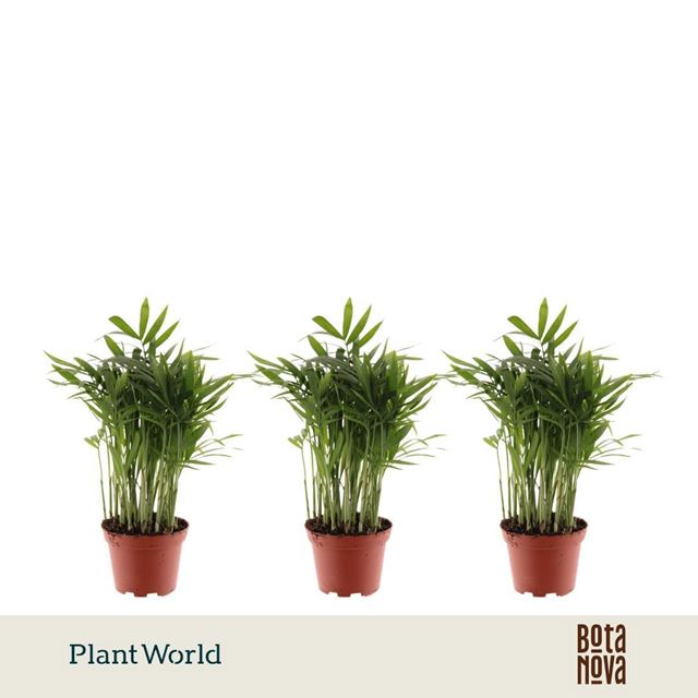 Picture of Chamaedorea elegans