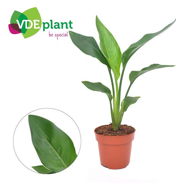 Picture of Strelitzia reginae