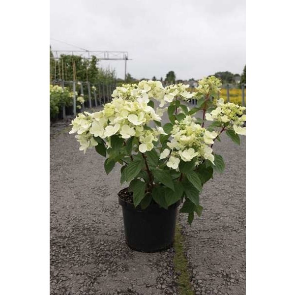 Picture of HYDRANGEA PANICULATA DIAMANT RED
