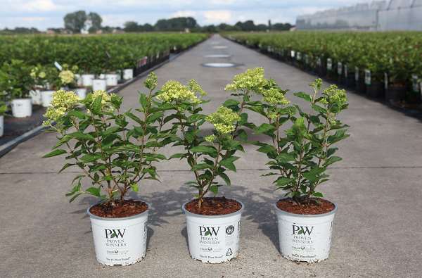 Picture of HYDRANGEA PANICULATA LITTLE LIME