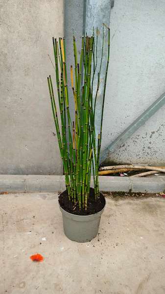 Picture of EQUISETUM HYEMALE