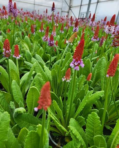 Picture of PRIMULA VIALLI RED HOT POKER