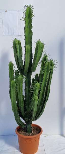 Picture of EUPHORBIA ERYTREA XXL