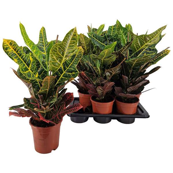 Picture of Codiaeum excellent