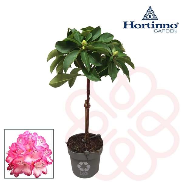 Picture of RHODODENDRON JAPONICA HORTINNO XXL ON STEM