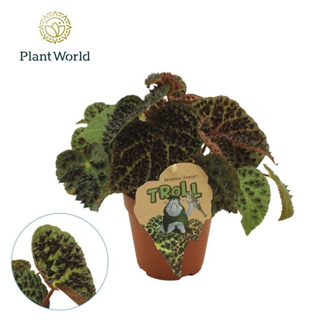 Picture of BEGONIA REX FEROX