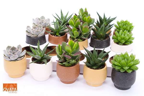 Picture of SUCCULENT CERAMIC