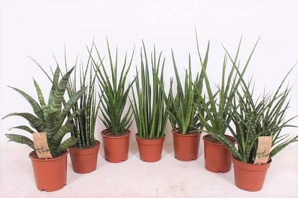 Picture of SANSEVIERIA LUXERY MIX