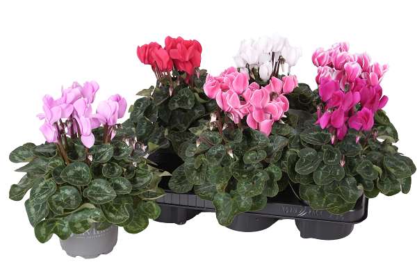 Picture of CYCLAMEN PERSICUM RIVIERA ALLURE MIX