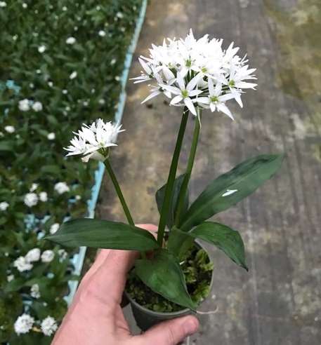 Picture of Allium ursinum