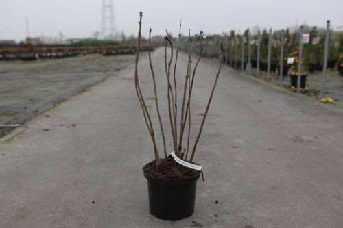 Picture of SYRINGA VULGARIS BEAUTY OF MOSCOW