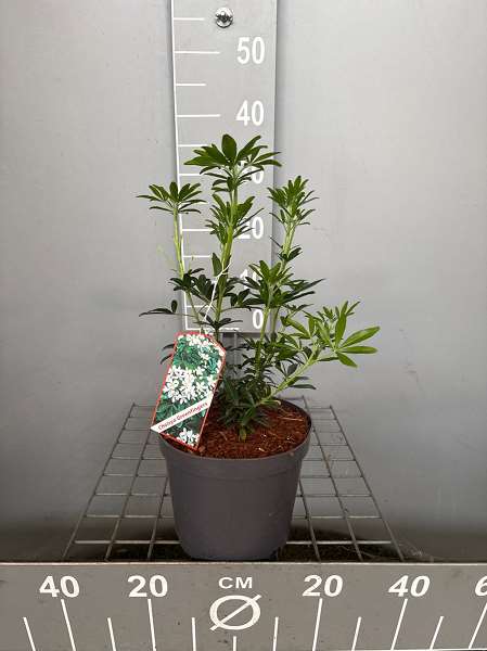 Picture of Choisya ternata 'greenfingers'