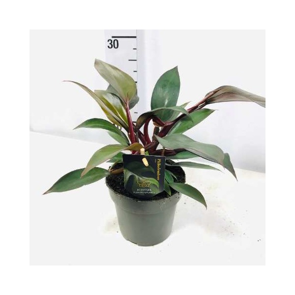 Picture of PHILODENDRON IMPERIAL RED