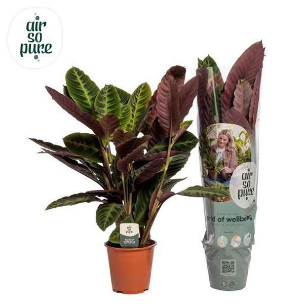 Picture of CALATHEA WARSCEWICZII