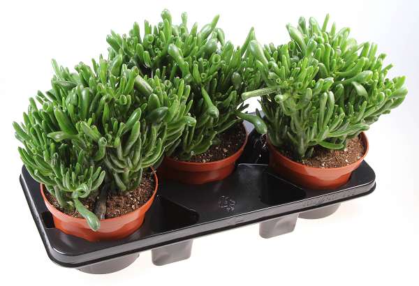 Picture of Crassula ovata hobbit