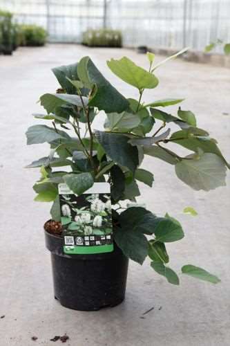 Picture of FOTHERGILLA MAJOR