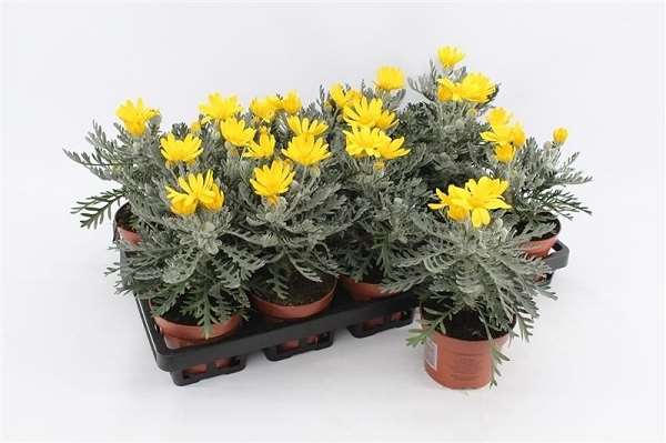 Picture of Euryops pectinatus silver star