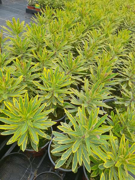 Picture of EUPHORBIA ASCOTT RAINBOW