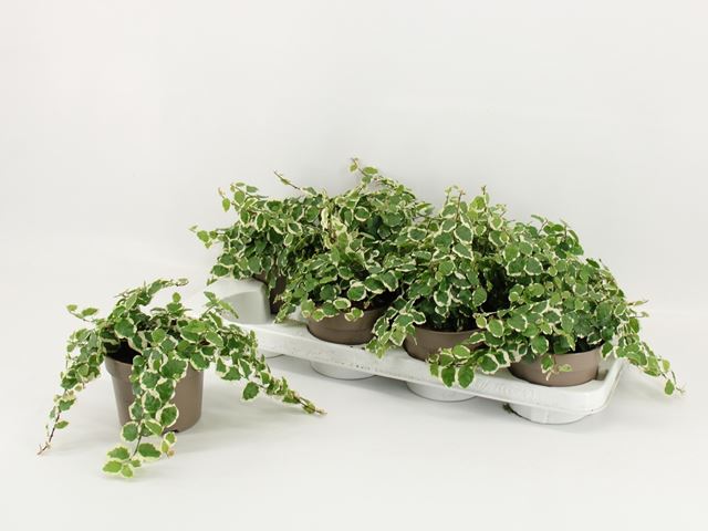 Picture of Ficus pumila belle sunny