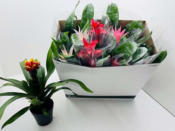 Picture of BROMELIA MIX