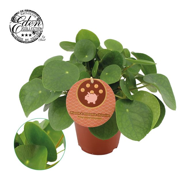 Picture of PILEA PEPEROMIOIDES