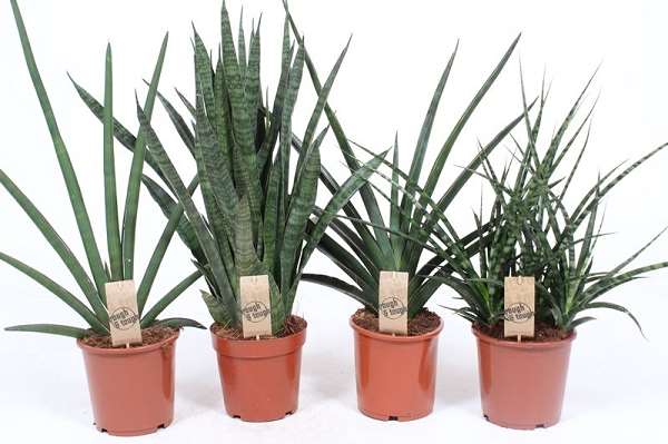 Picture of SANSEVIERIA LUXERY MIX