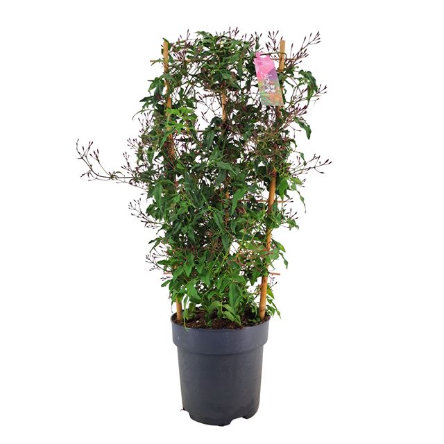 Picture of Jasminum polyanthum passion dark pink on frame