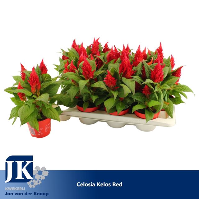 Picture of CELOSIA ARGENTEA KELOS FIRE RED