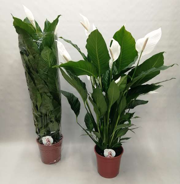 Picture of SPATHIPHYLLUM SWEET SEBASTIANO
