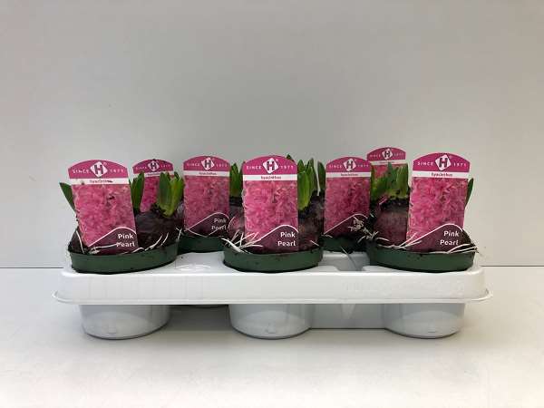 Picture of HYACINTHUS 01BULB PINK