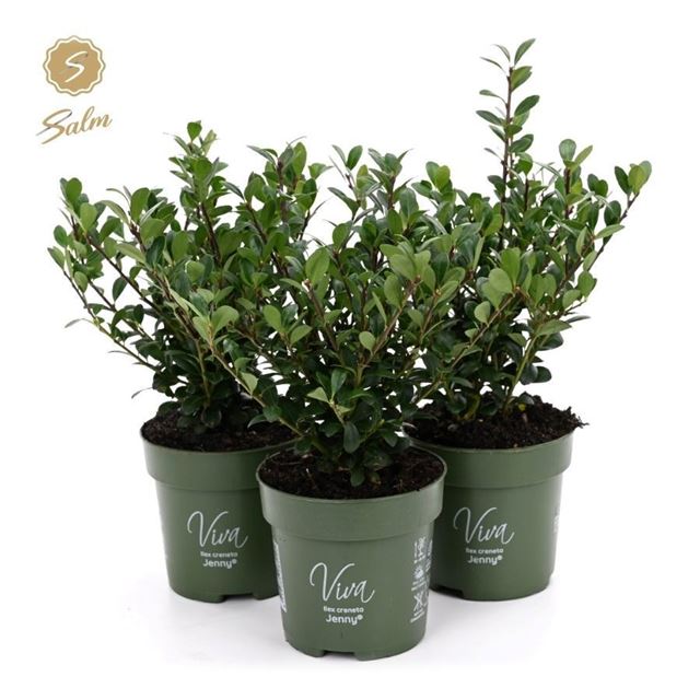 Picture of Ilex crenata jenny