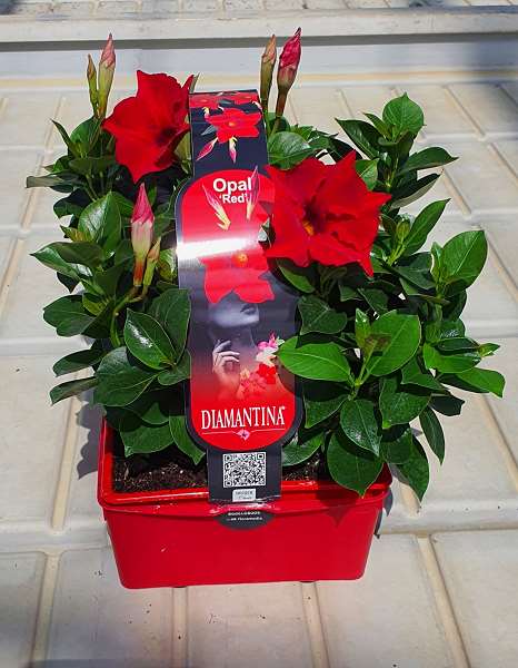 Picture of Mandevilla sundaville red 06-pack
