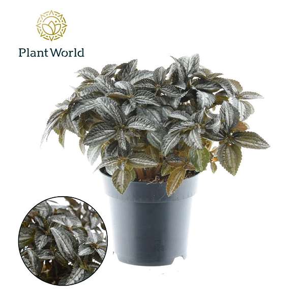 Picture of PILEA SILVER TREE