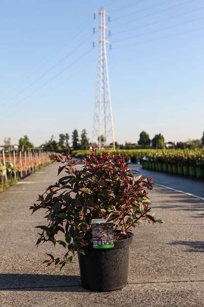 Picture of Diervilla splendens diva