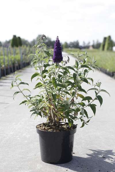 Picture of Buddleja davidii groovy grape