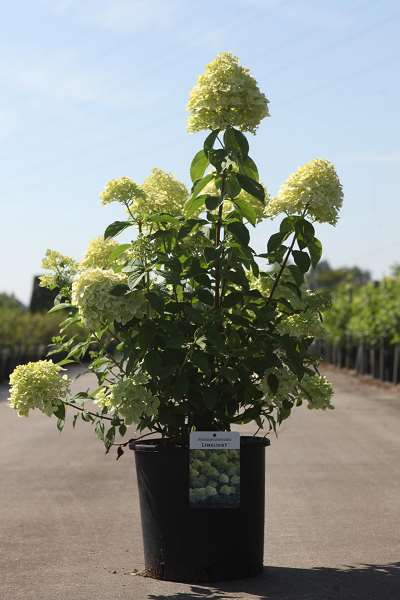 Picture of Hydrangea pan  limelight