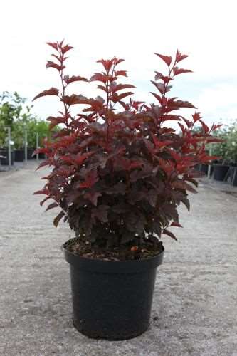 Picture of PHYSOCARPUS OPULIFOLIUS LITTLE ANGEL NOBLE