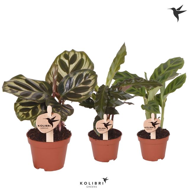 Picture of Calathea mix