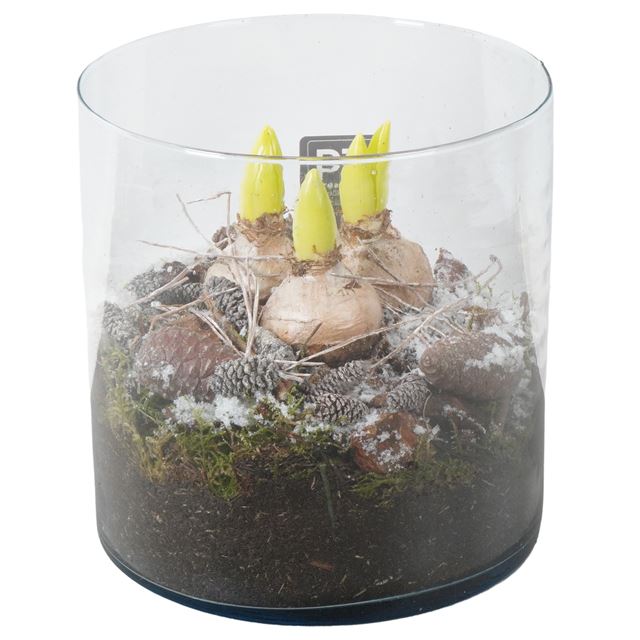 Picture of HYACINTHUS 03BULBS GLAS CYLINDER