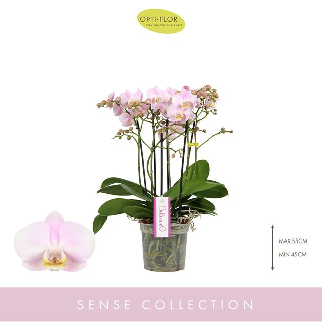 Picture of Phalaenopsis bellissimo adora