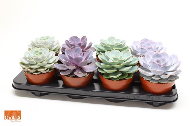Picture of ECHEVERIA MIX