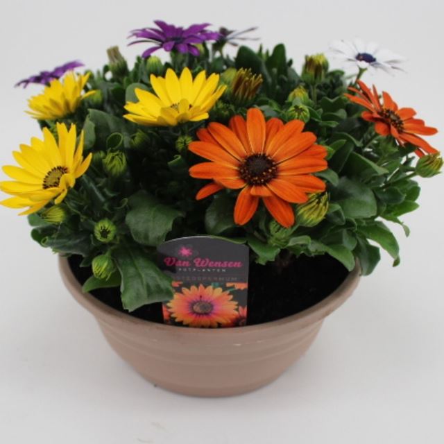 Picture of Osteospermum 'margarita' quattro bowl