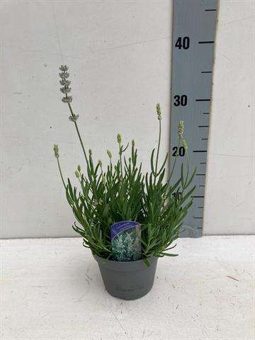 Picture of LAVANDULA ANGUSTIFOLIA HIDCOTE WHITE